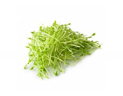 Fresh Pea Sprouts